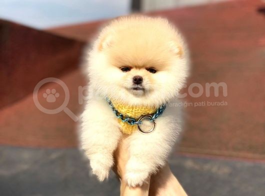 Ayıcık Suratlı Pomeranian Boo Bebekler görsel