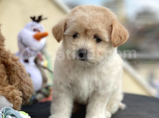 Sevimli Maltipoo Yavrumuz