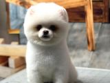 Sağlık Garantili Pomeranian