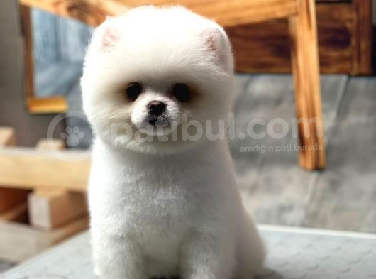 Sağlık Garantili Pomeranian görsel