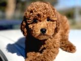 Muhtesem Tuy Yapisi Ile Toy Poodle Bebekler