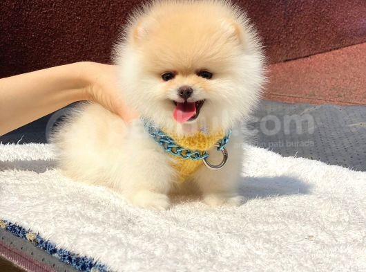 Pomeranian Boo Teddy Face Erkek Yavrumuz görsel