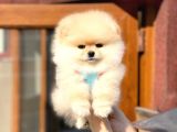 Ayıcık Suratlı Pomeranian Boo Bebekler