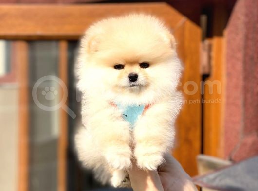 Ayıcık Suratlı Pomeranian Boo Bebekler görsel