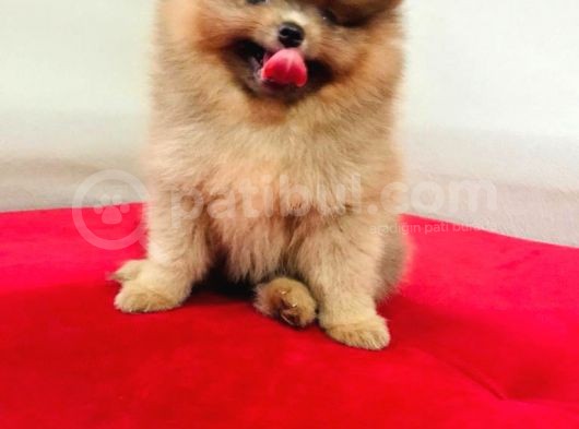 Pomeranian Boo Mikro Boy görsel