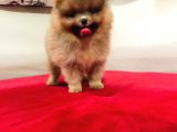 Pomeranian Boo Mikro Boy