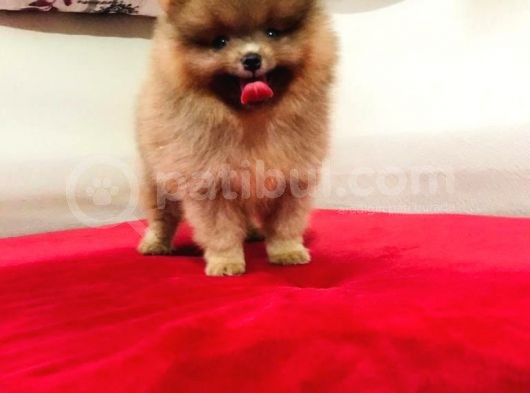 Pomeranian Boo Mikro Boy
