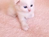Çok Tatlı Scottish Fold Yavru