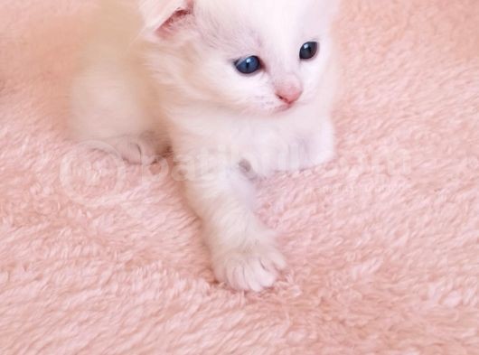 Çok Tatlı Scottish Fold Yavru