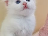Çok Tatlı Scottish Fold Yavru
