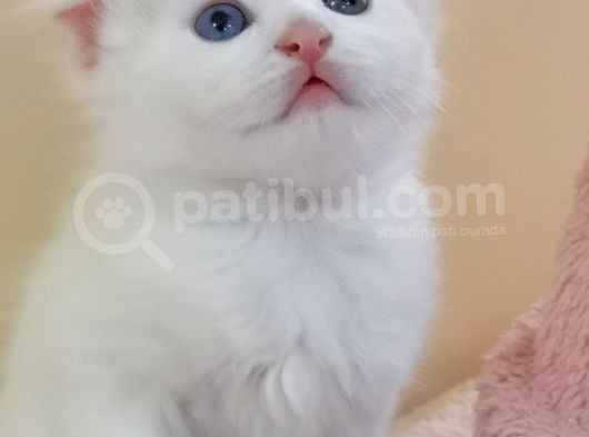 Çok Tatlı Scottish Fold Yavru görsel