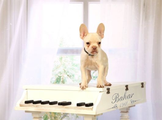 Lilac & Tan Platinium Erkek L4 Fulffy Carrier görsel
