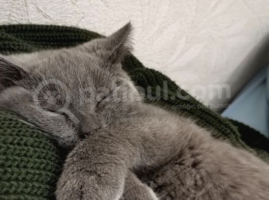 Naif Kızım Yeni Yuvasını Arıyor görsel