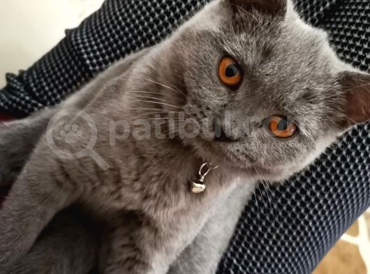 Naif Kızım Yeni Yuvasını Arıyor görsel