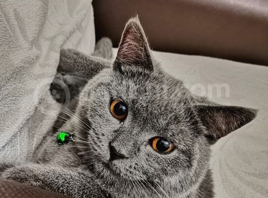 Naif Kızım Yeni Yuvasını Arıyor görsel