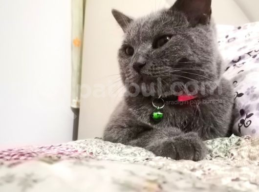 Naif Kızım Yeni Yuvasını Arıyor görsel