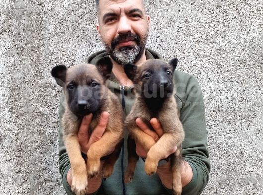 Belçika Kurdu Yavrularımız