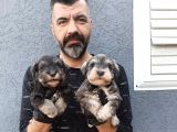 Minyatür Schnauzer Yavrularımız