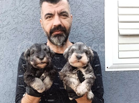Minyatür Schnauzer Yavrularımız