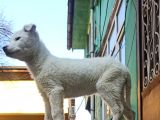 Beyaz Husky Yavrumuz