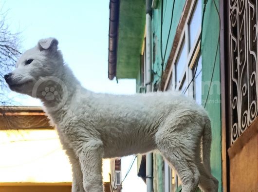 Beyaz Husky Yavrumuz