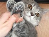 1 Aylık Harika British Shorthair Yavrular