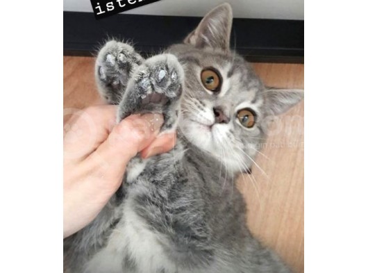 1 Aylık Harika British Shorthair Yavrular görsel