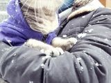 1 Aylık Harika British Shorthair Yavrular