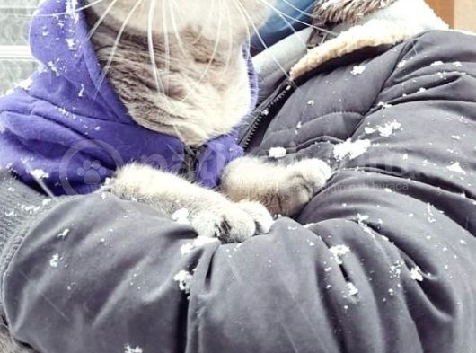 1 Aylık Harika British Shorthair Yavrular görsel