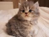 1 Aylık Harika British Shorthair Yavrular