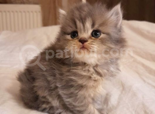 1 Aylık Harika British Shorthair Yavrular