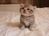 1 Aylık Harika British Shorthair Yavrular