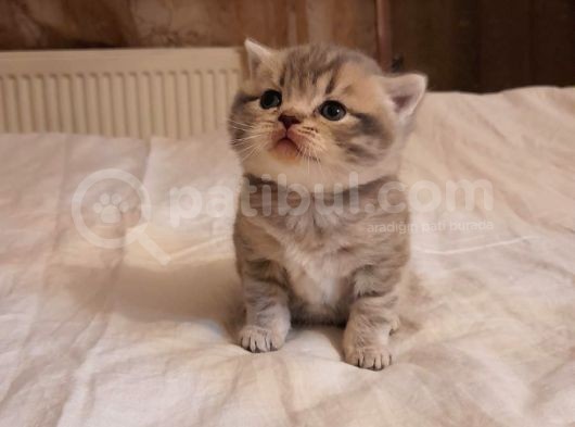1 Aylık Harika British Shorthair Yavrular görsel