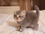 1 Aylık Harika British Shorthair Yavrular