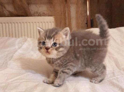 1 Aylık Harika British Shorthair Yavrular görsel