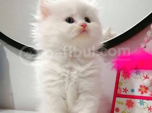 Pamuk Şekerler görsel