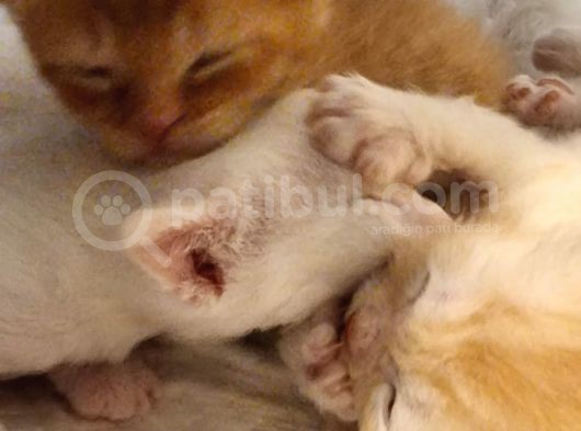 Red And White British Shorthai̇r Yavrularimiz görsel