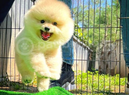 Ayı Surat Pomeranian Boo Yavrularımız