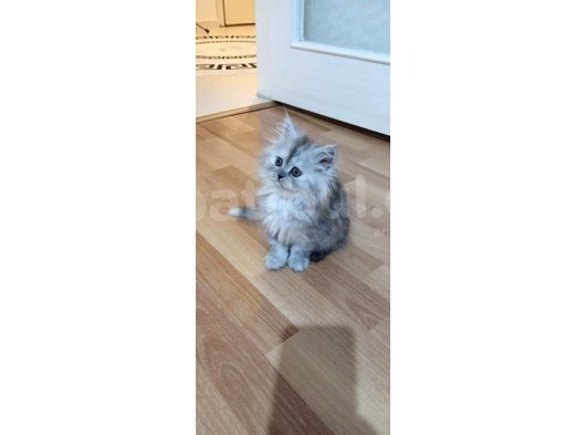 Pamuk Şekerler görsel
