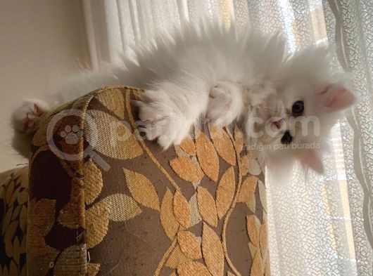 Pamuk Şekerler görsel