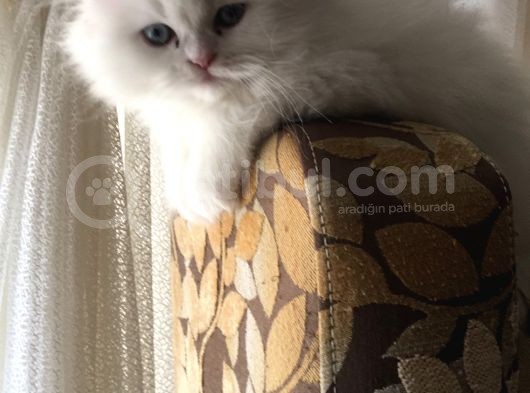 Pamuk Şekerler görsel