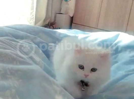 Pamuk Şekerler görsel