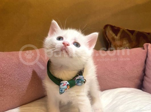 Red And White British Shorthai̇r Yavrularimiz