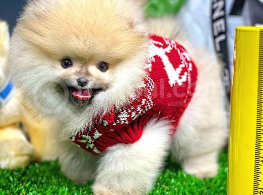Ayı Surat Pomeranian Boo Yavrularımız görsel