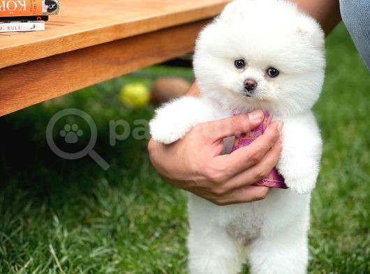Ayı Surat Pomeranian Boo Yavrularımız görsel