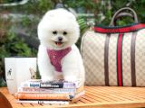 Ayı Surat Pomeranian Boo Yavrularımız
