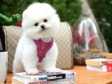 Ayı Surat Pomeranian Boo Yavrularımız