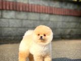 Cocuklarla Anlasabılen  Irk Pomeranıan Yavrularımız
