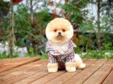 Ayı Surat Pomeranian Boo Yavrularımız