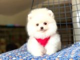 Safkan Pomeranian Boo Yavrular 2 Aylık